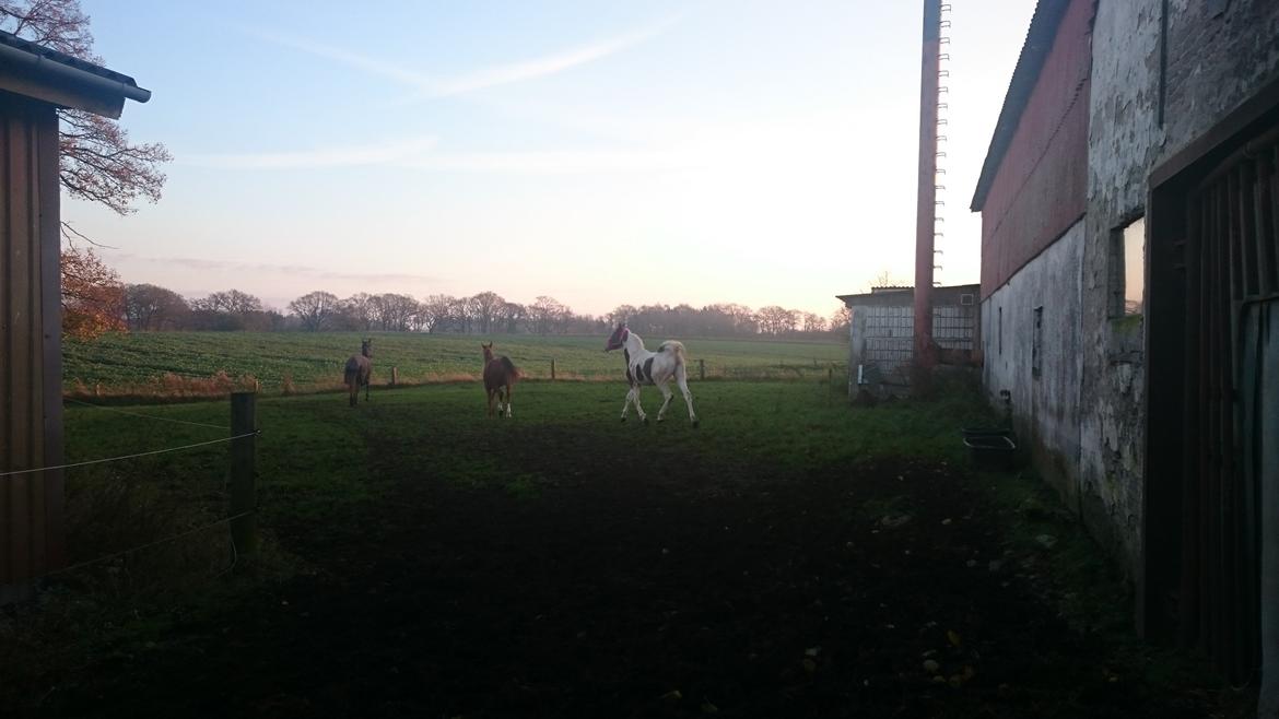 Pinto Araber JH Allonzy *Solgt* R.I.P. 18-01-2017 billede 41