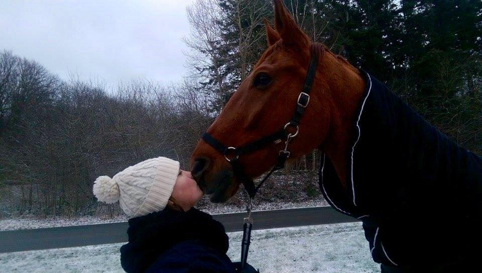 Dansk Varmblod Lillemarkens affib billede 10