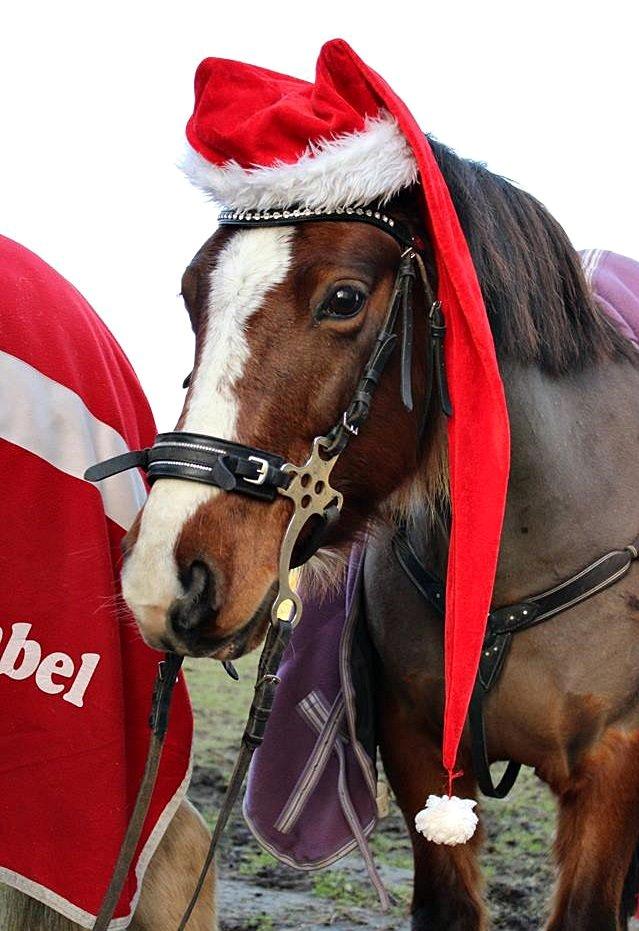 Anden særlig race Hesdalskær's Victoria - December 2014 | Glædelig jul! ♥. billede 7