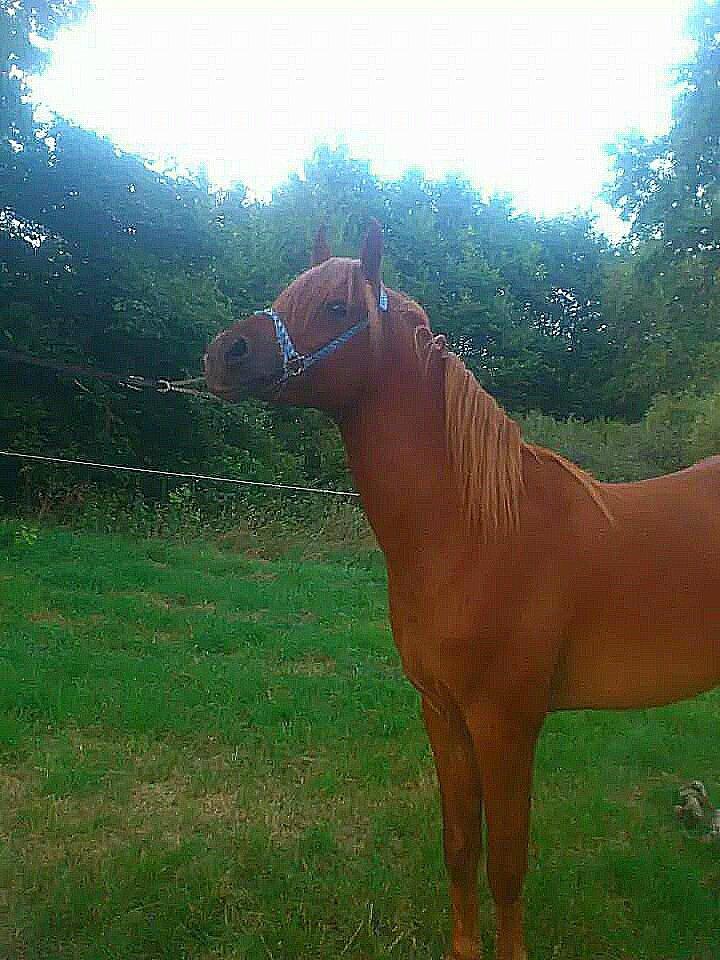 Arabisk fuldblod (OX) KI Gharib ox *Ribber* - *SOLGT* billede 33