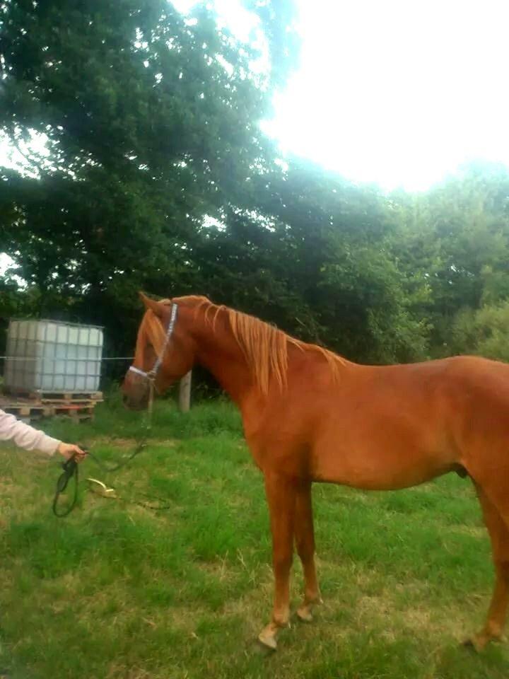 Arabisk fuldblod (OX) KI Gharib ox *Ribber* - *SOLGT* billede 34