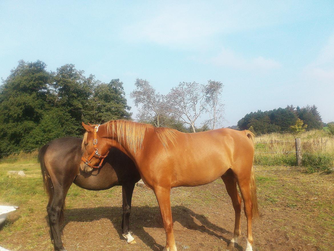 Arabisk fuldblod (OX) KI Gharib ox *Ribber* - *SOLGT* billede 32