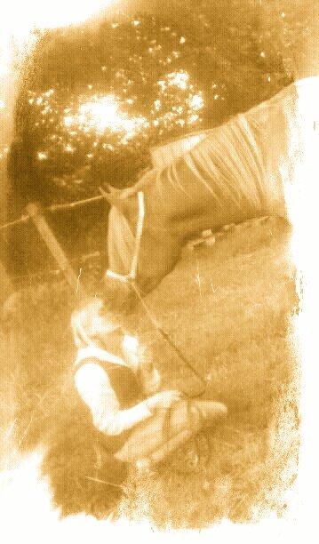 Arabisk fuldblod (OX) KI Gharib ox *Ribber* - *SOLGT* billede 8