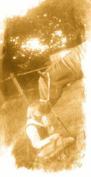 Arabisk fuldblod (OX) KI Gharib ox *Ribber* - *SOLGT* billede 35