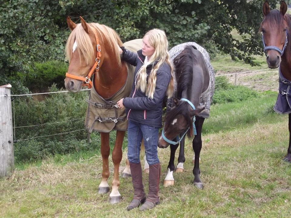 Arabisk fuldblod (OX) KI Gharib ox *Ribber* - *SOLGT* billede 2