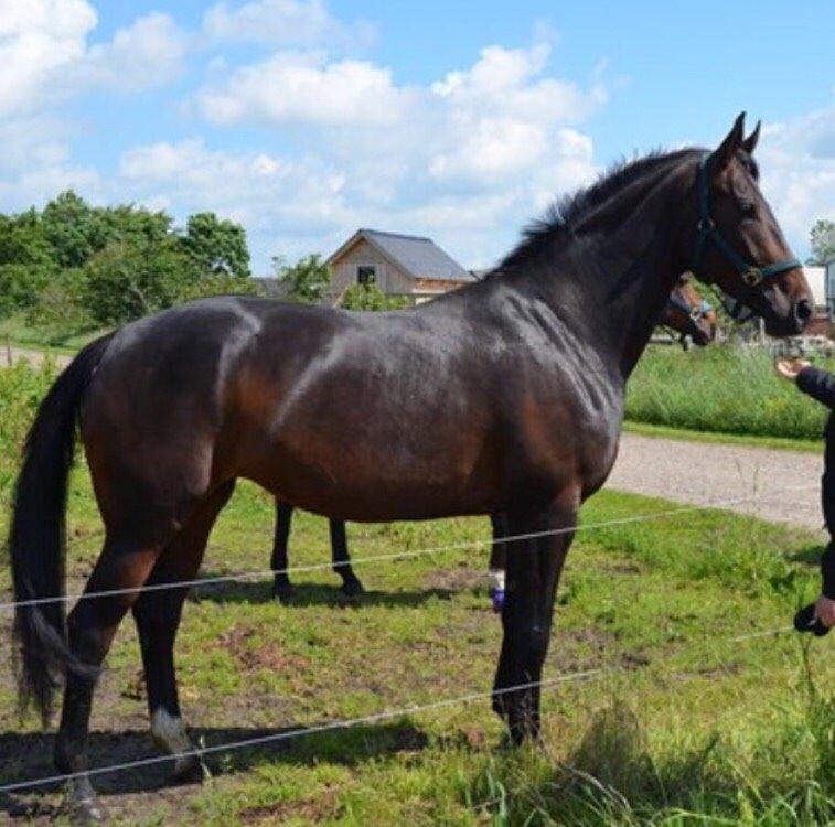 Dansk Varmblod Madel juan billede 7