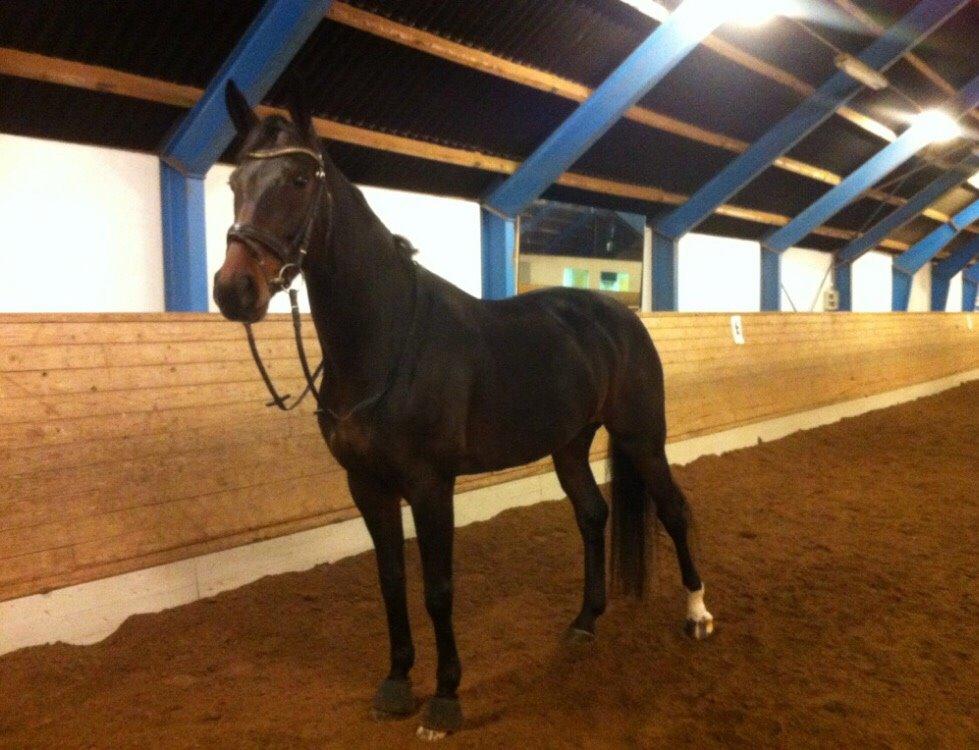 Dansk Varmblod Madel juan billede 17