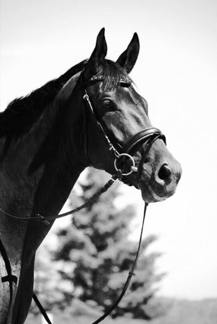 Dansk Varmblod Madel juan billede 10