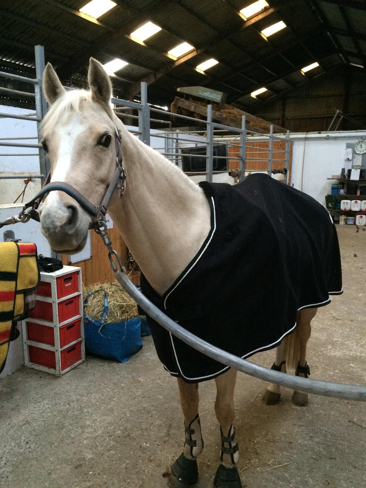 Hollandsk Sportspony High Flown`s Brittany Gold billede 8