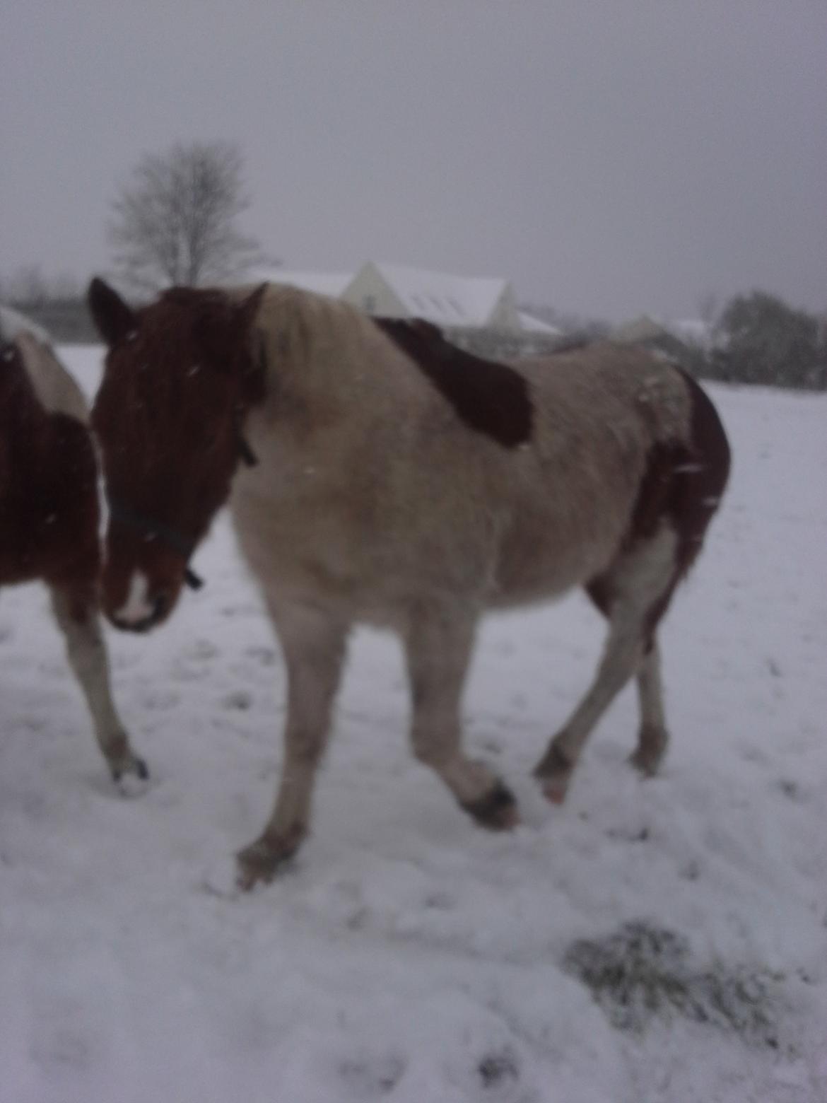 Anden særlig race Højersmindes Dancer billede 8
