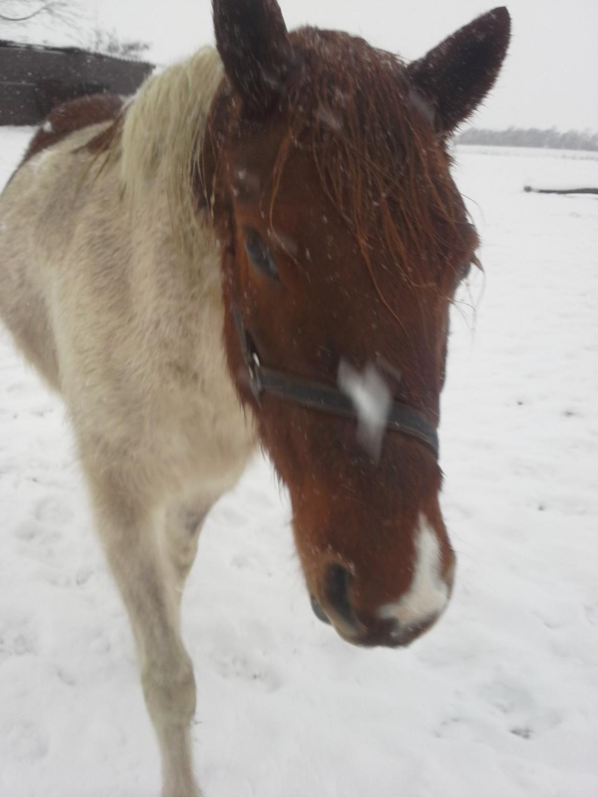 Anden særlig race Højersmindes Dancer billede 9