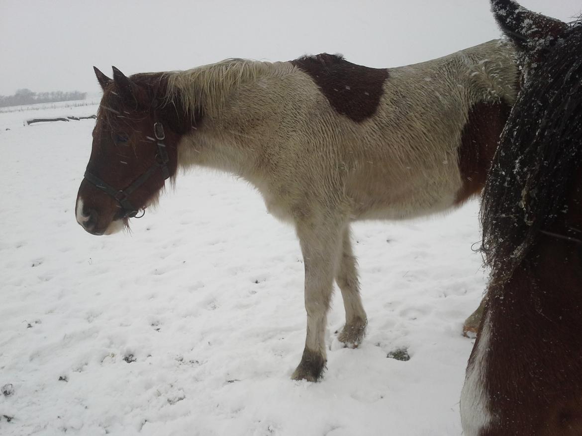 Anden særlig race Højersmindes Dancer billede 10