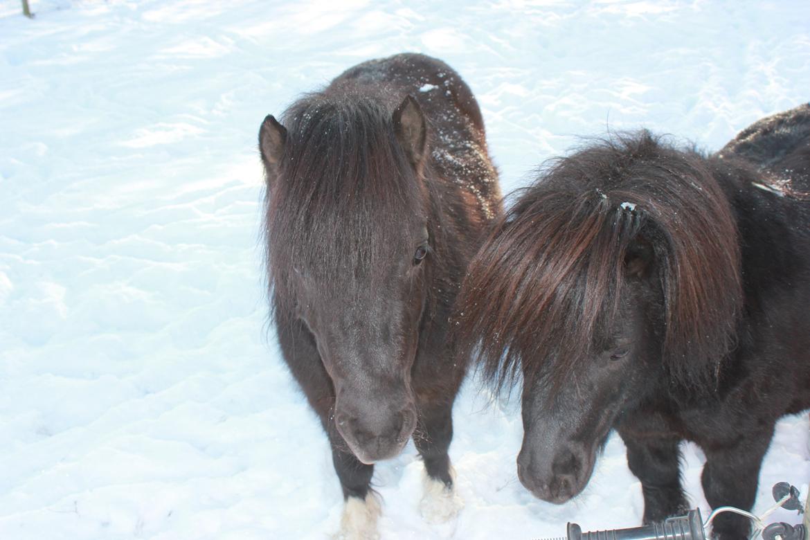 Miniature Buster. - Kære Buster og Moon Walker i sneen. billede 6
