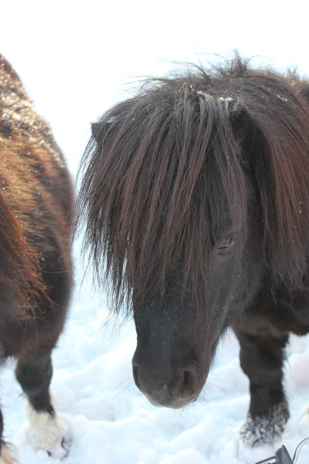 Miniature Buster. - Den elskede lille charmør. billede 7
