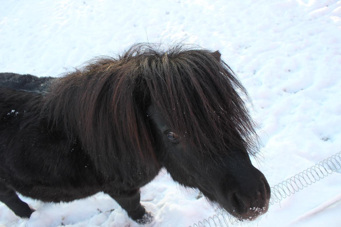 Miniature Buster. - Den lille nysgerige pony. billede 8