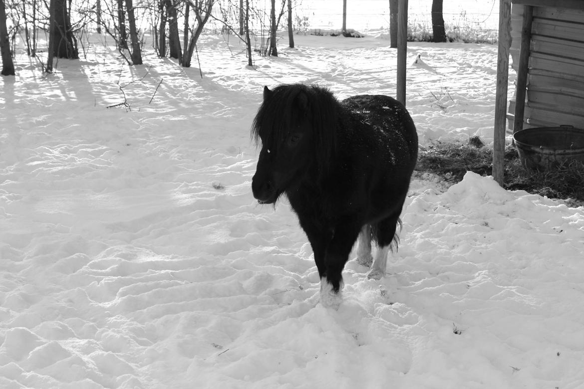 Shetlænder Moon Walker. - Dejlige lille Moon Walker. billede 1