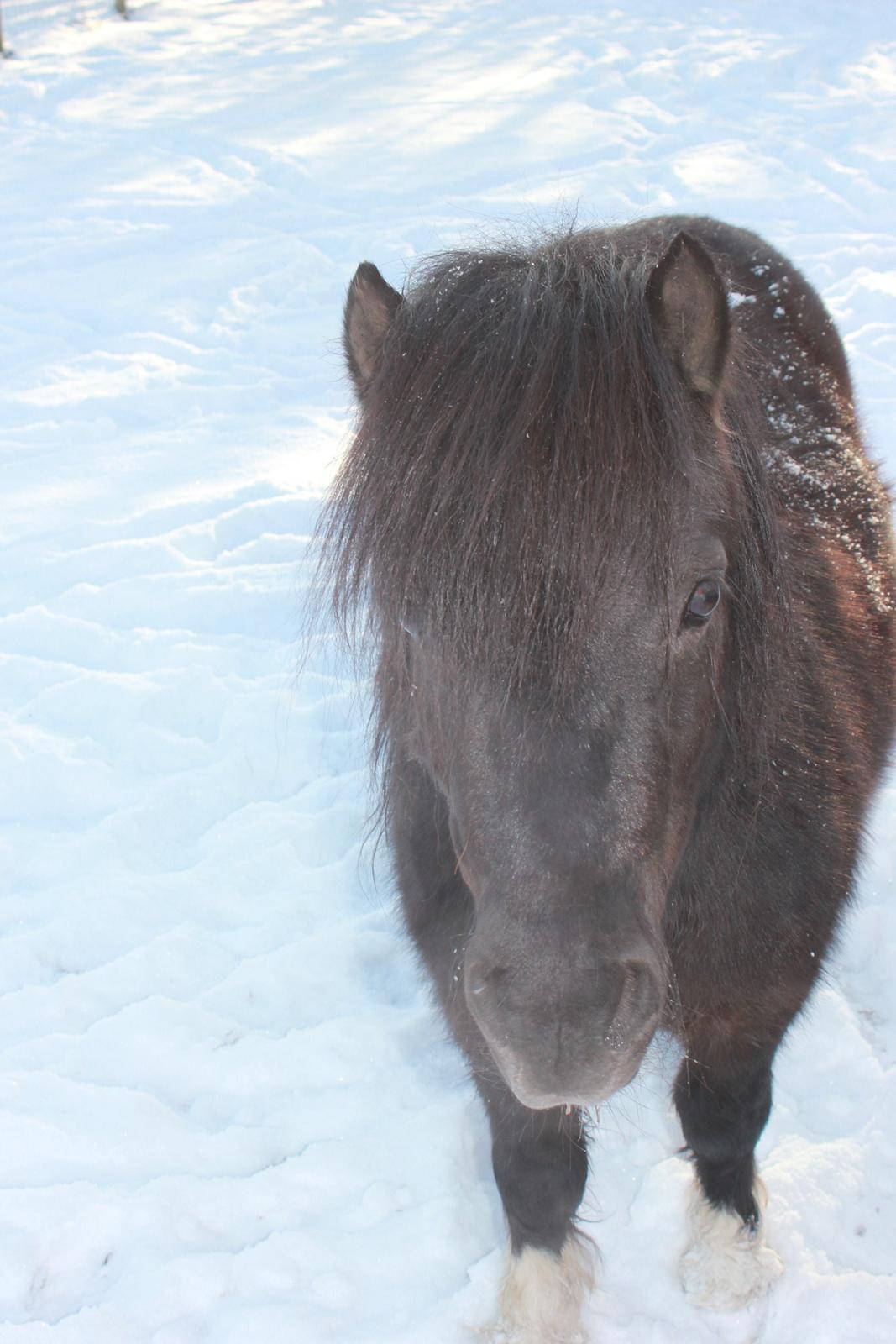 Shetlænder Moon Walker. - Vores elskede lille ballademager. billede 2