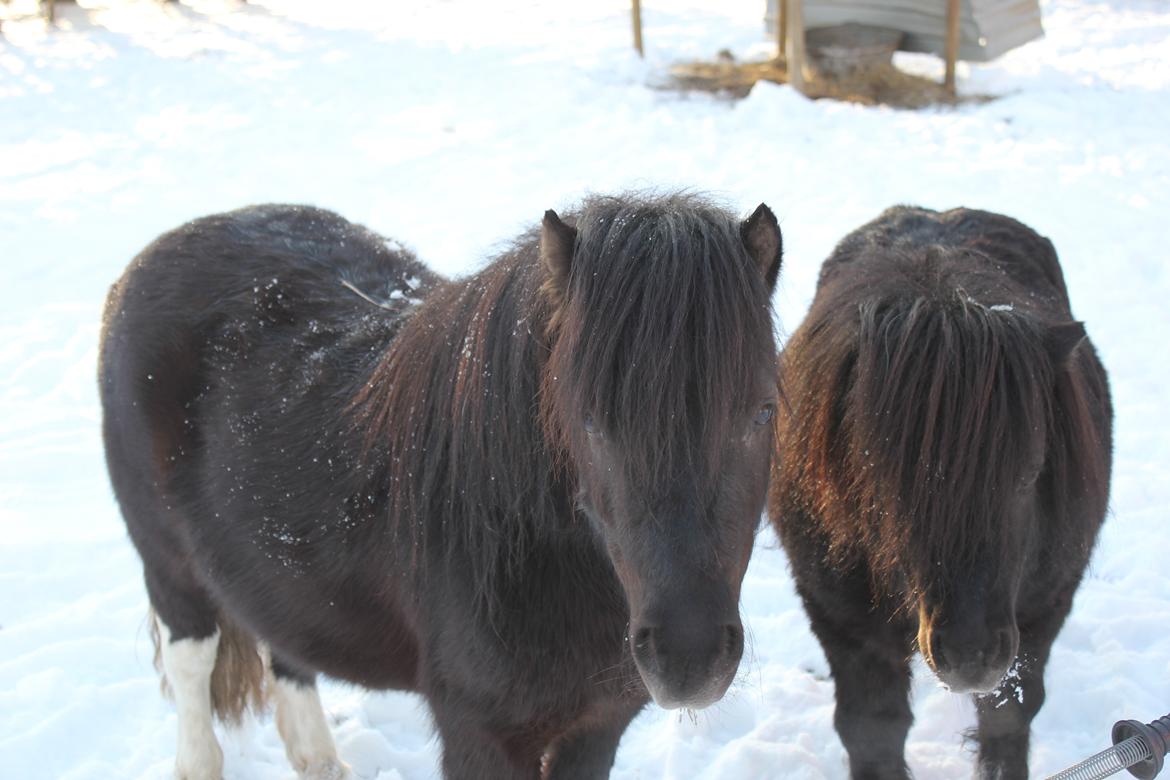 Shetlænder Moon Walker. - De to uadskillige bedste venner. billede 3