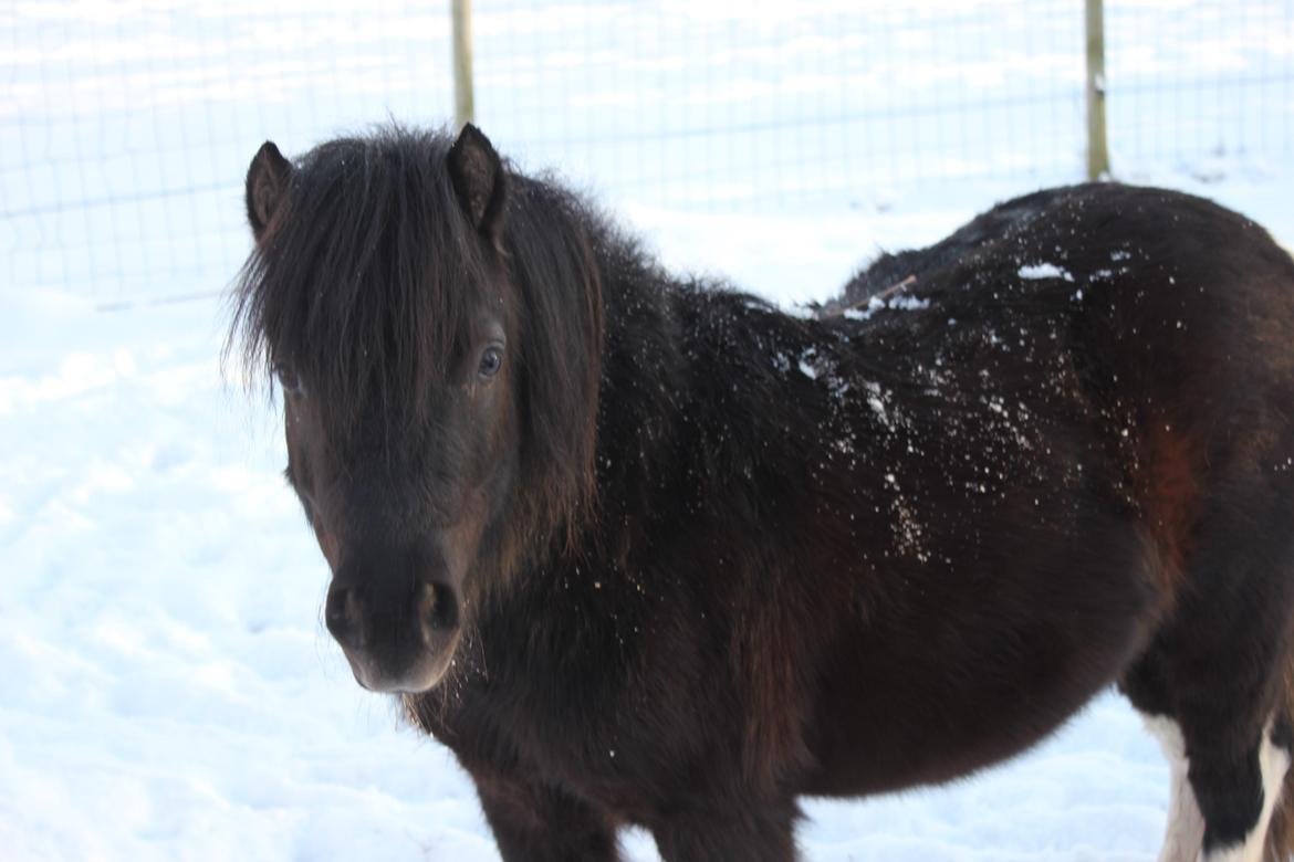 Shetlænder Moon Walker. - Han er da bedårende den lille pony. billede 4