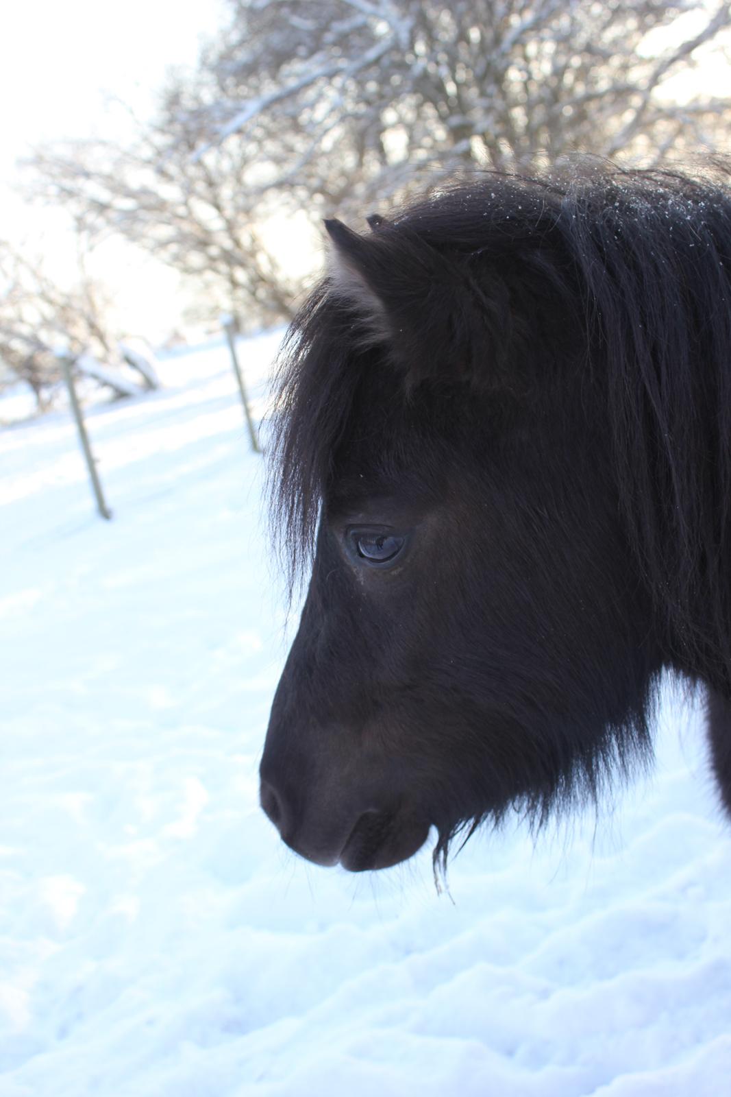 Shetlænder Moon Walker. - Det kønne lille ansigt. billede 5