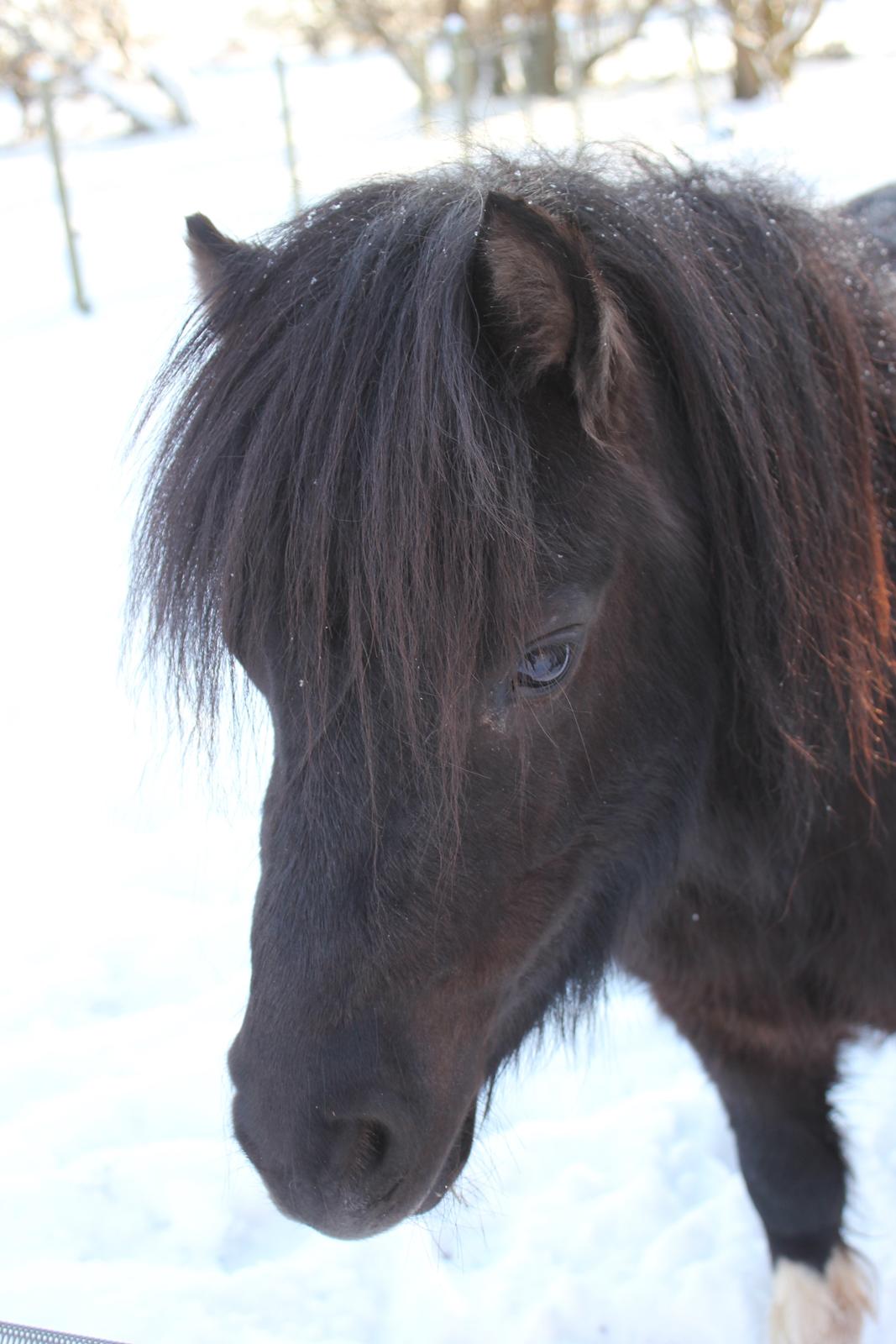 Shetlænder Moon Walker. - Kære Moon Walker. billede 6