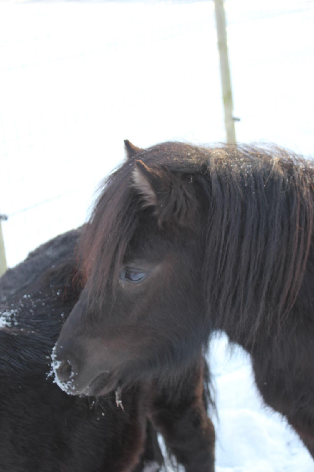 Shetlænder Moon Walker. - Vores elskede bølle ;) billede 7