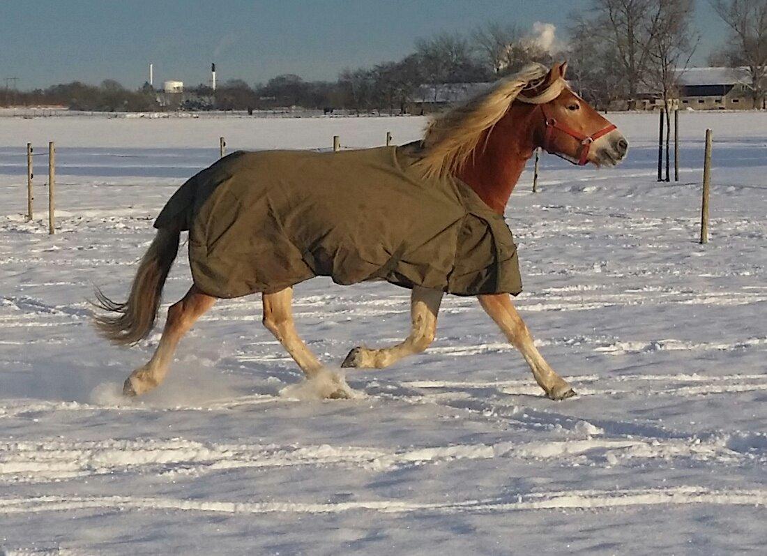 Tyroler Haflinger Ice Røgtergaard billede 18