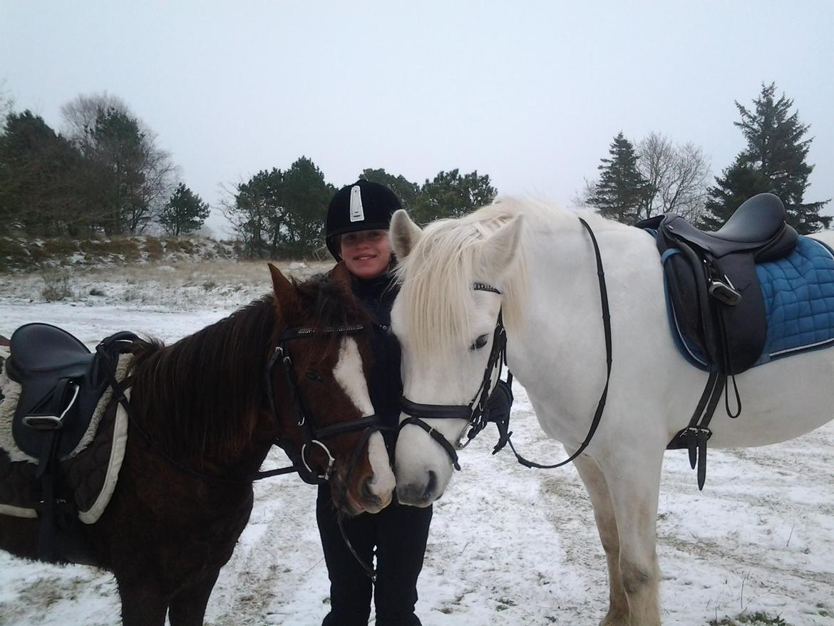 Anden særlig race MR. Mayson - Skovtur den 27. december 2014. Masser af galop, højt humør og rim i skægget :-) billede 7