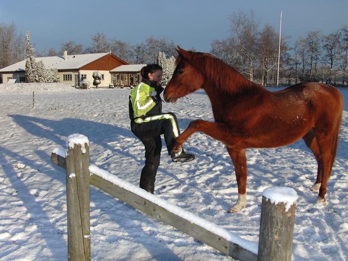 Arabisk fuldblod (OX) BS Miraculix OX billede 7