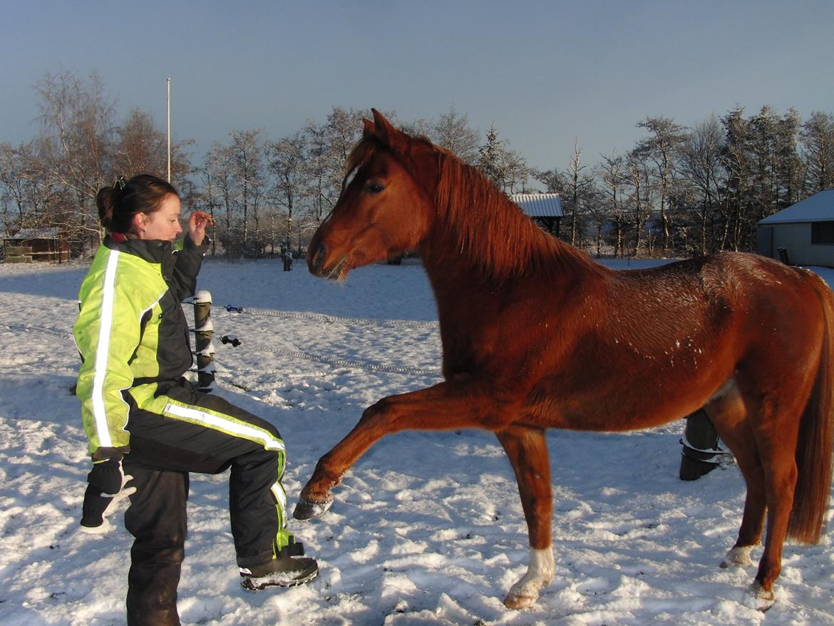 Arabisk fuldblod (OX) BS Miraculix OX billede 8