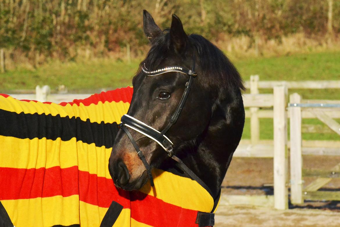 Oldenborg Matinique <3 billede 9