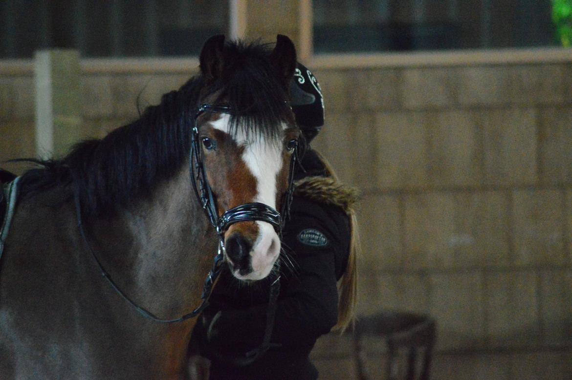 Welsh Pony (sec B) Korreborgs Alonzo - Smukke Lonzo <3 26-12-14 billede 23