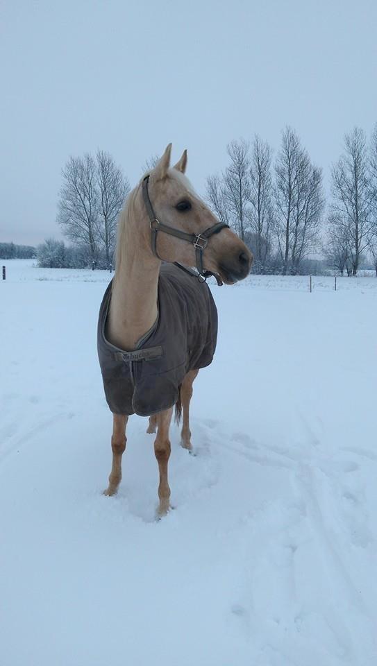 Palomino Golden Fashion billede 17