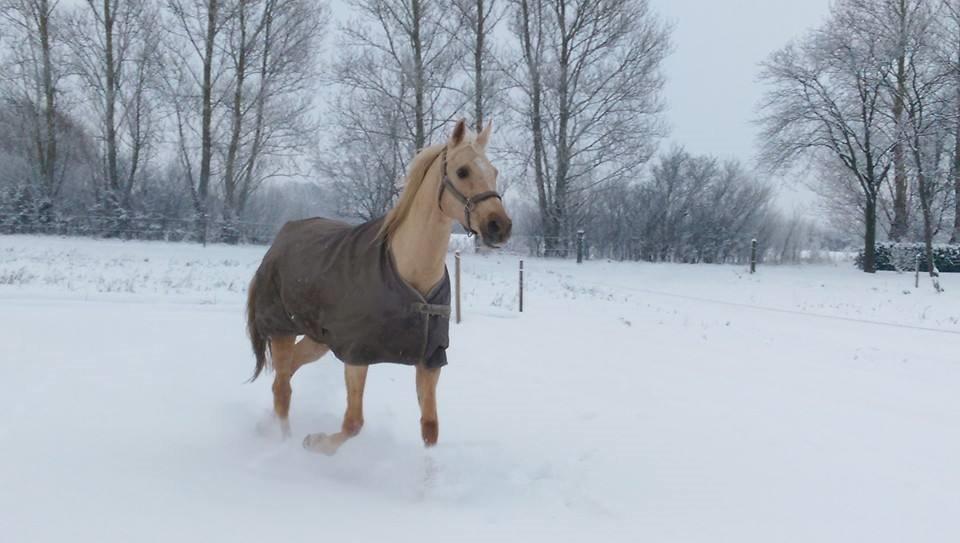 Palomino Golden Fashion - Velkommen! vi nyder snevejret!  billede 2