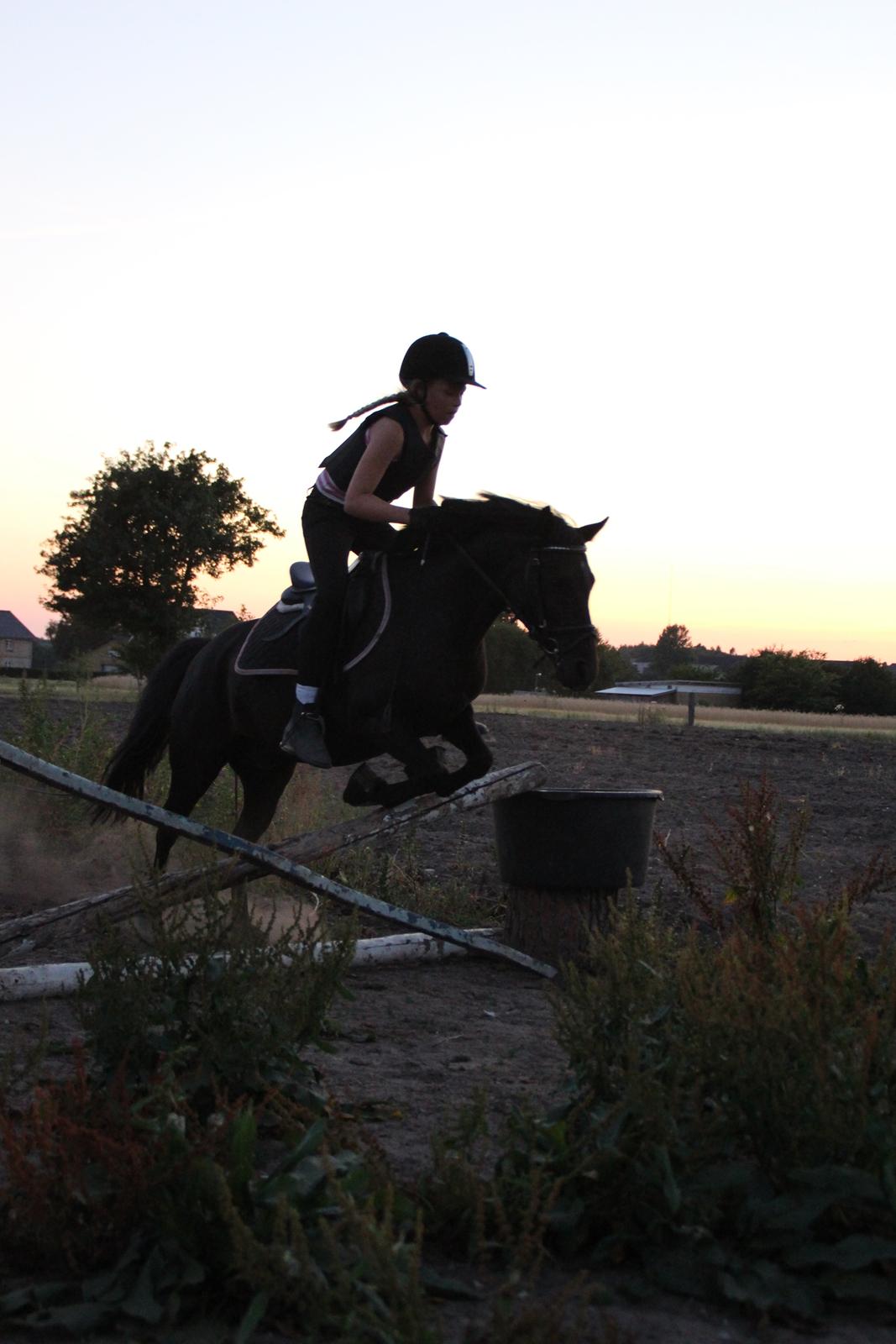 Anden særlig race Blackie - springning fra sommeren 2014 billede 16