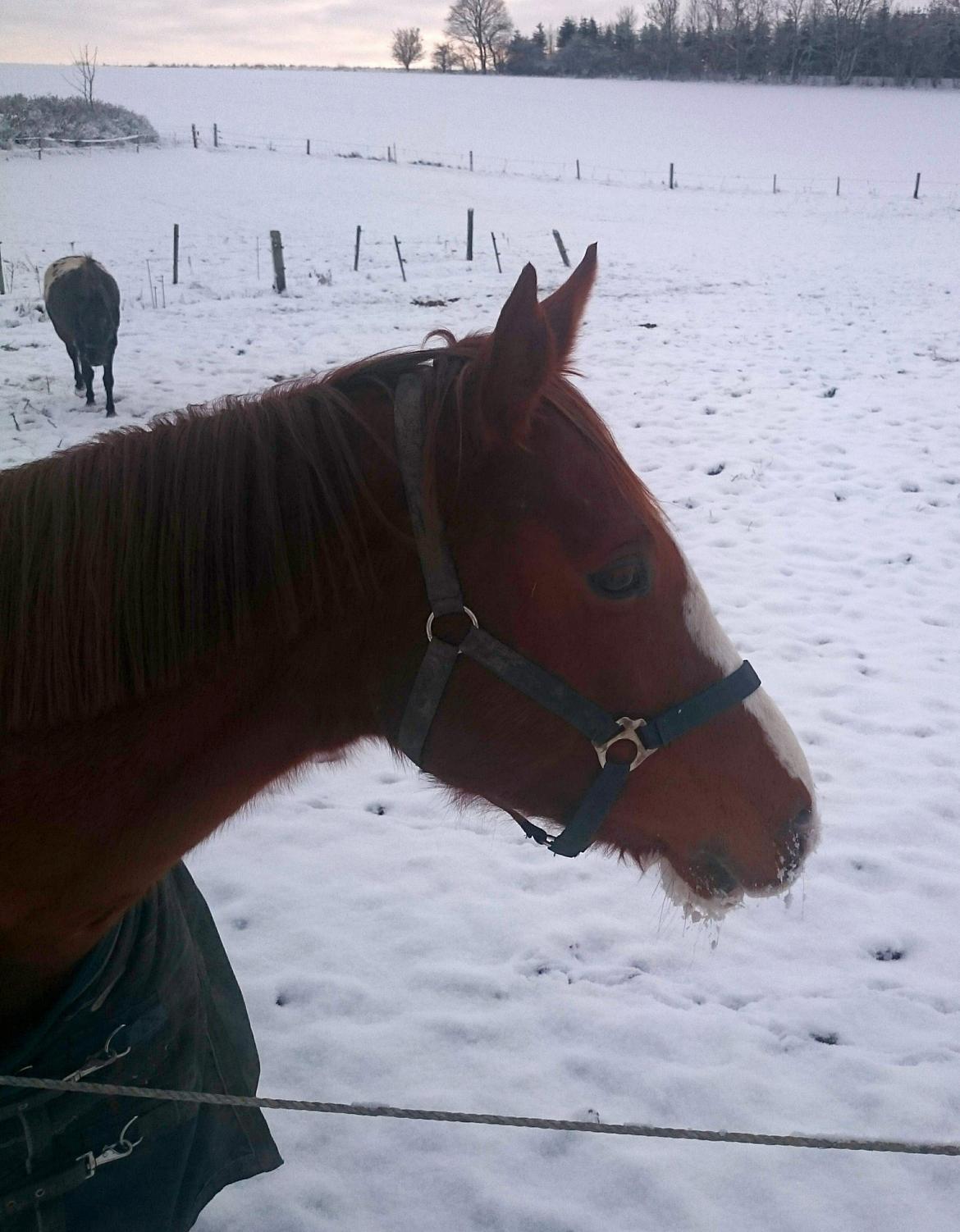 Anden særlig race Magnifique Etóo   - Mors smukke pige <3 billede 9