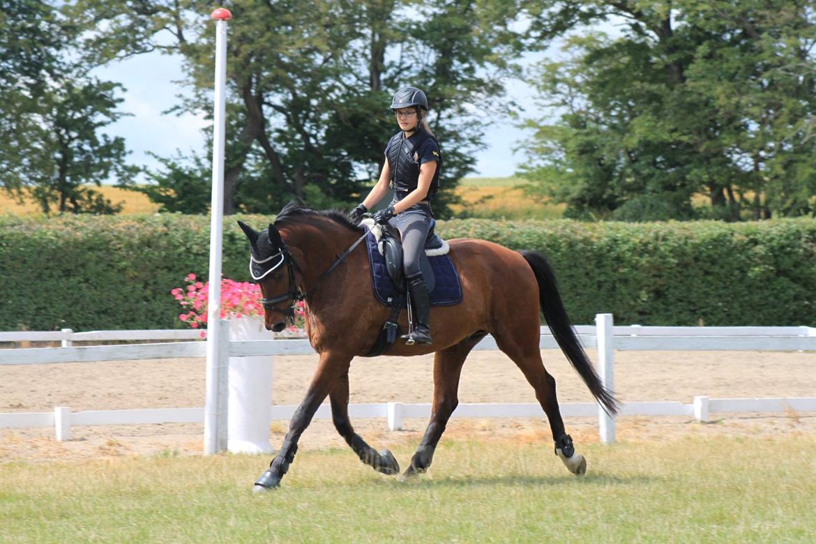 Dansk Varmblod Kindvigs Palisander billede 2