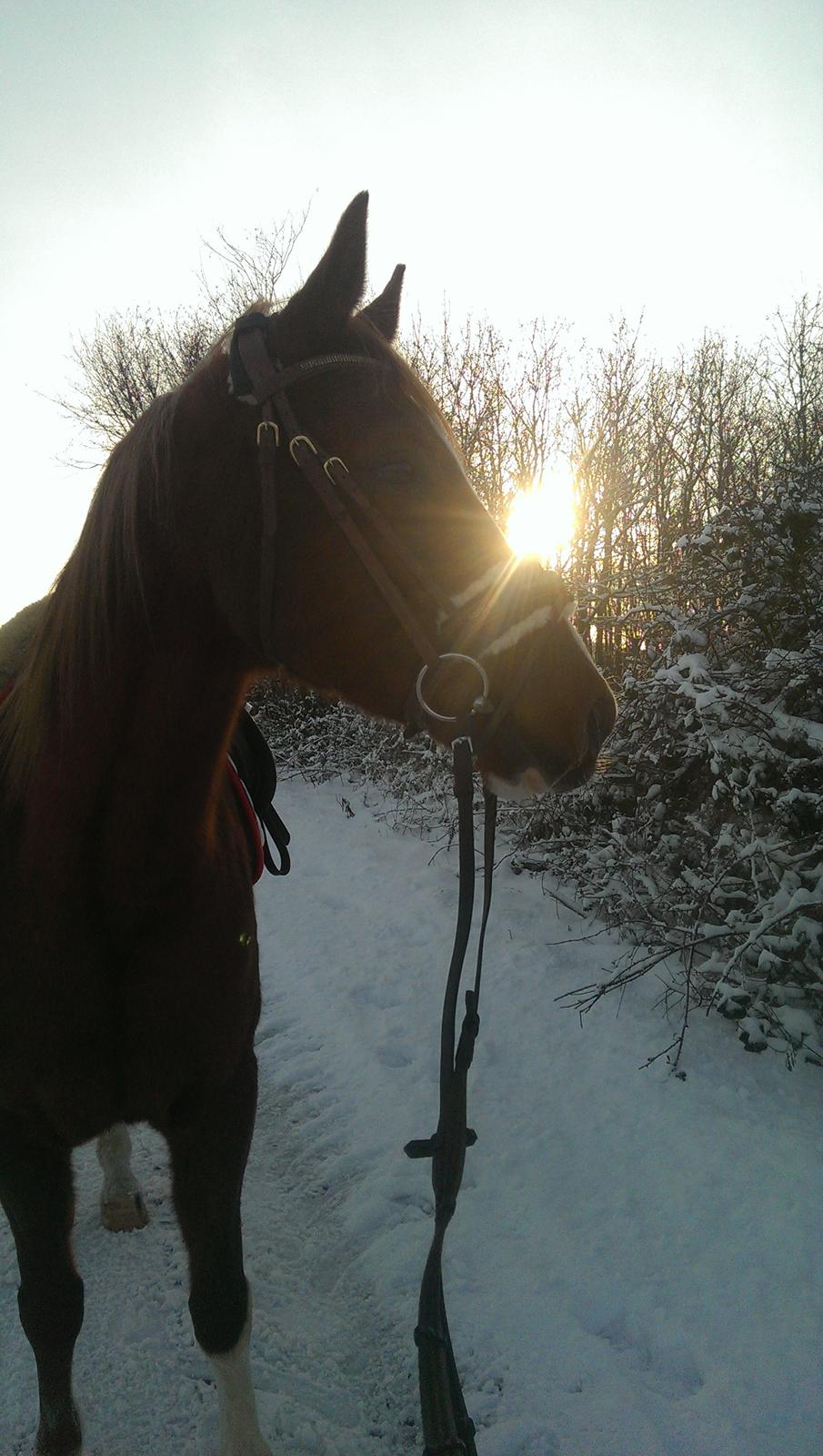 DSP Hedemands Athlet / Leten billede 19