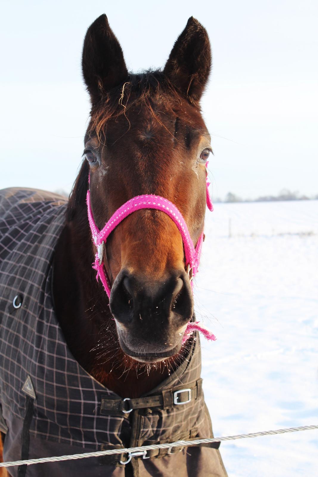 Dansk Varmblod Femme Fetal (Loppe) billede 4