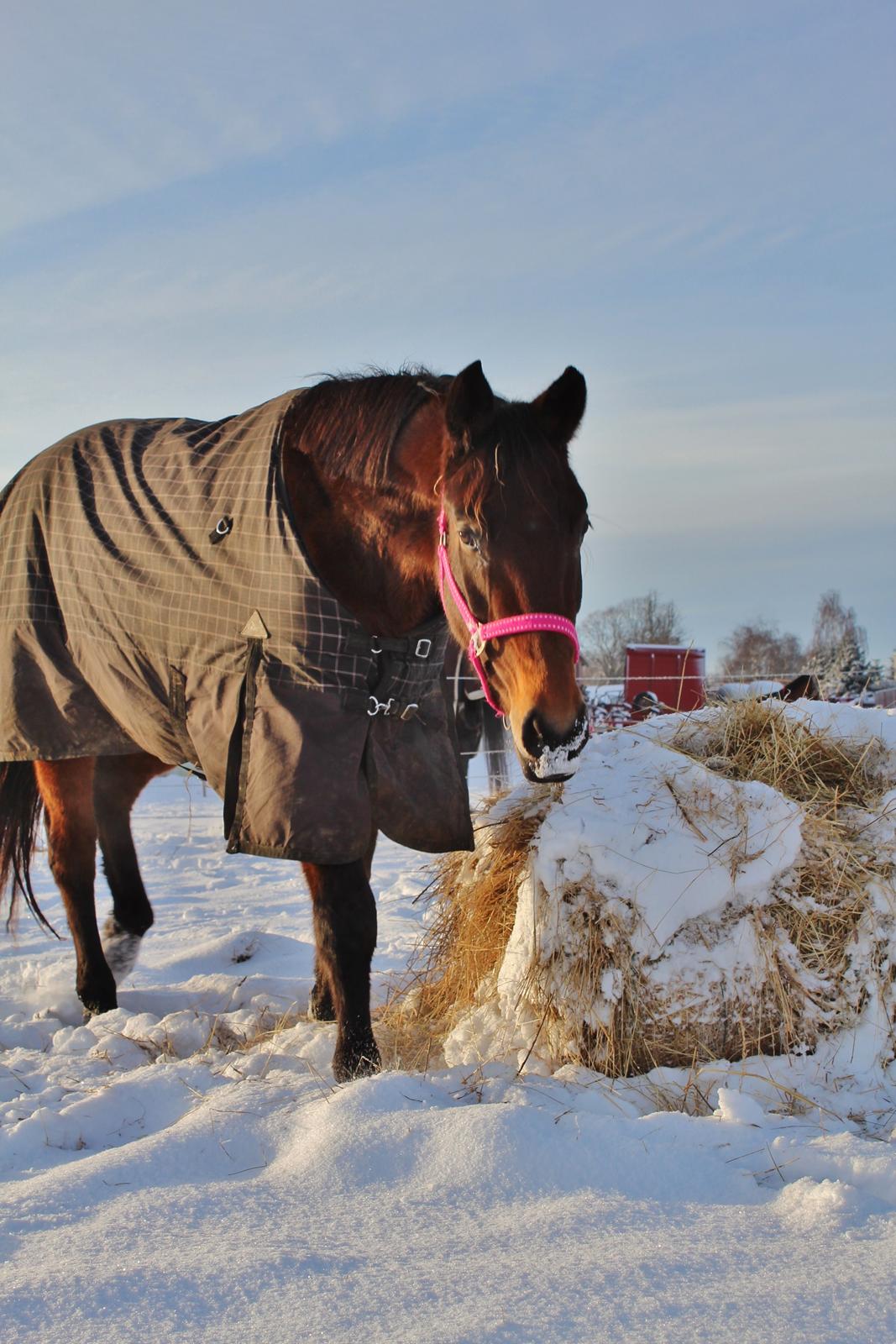 Dansk Varmblod Femme Fetal (Loppe) billede 11