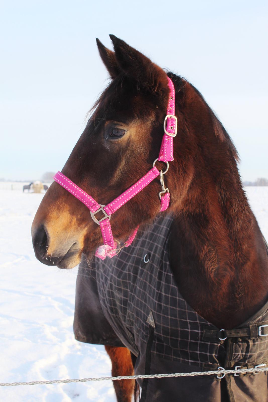 Dansk Varmblod Femme Fetal (Loppe) billede 18