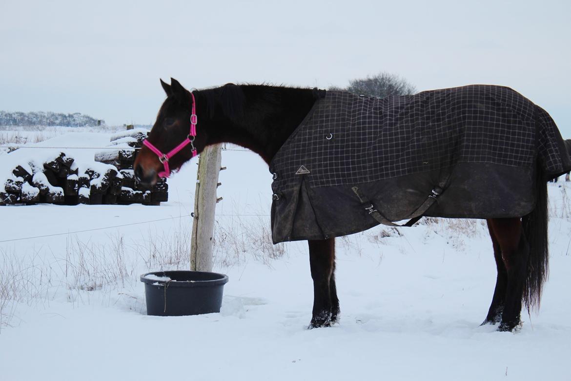 Dansk Varmblod Femme Fetal (Loppe) billede 13