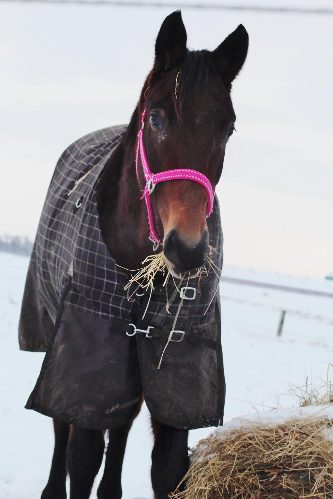 Dansk Varmblod Femme Fetal (Loppe) billede 15