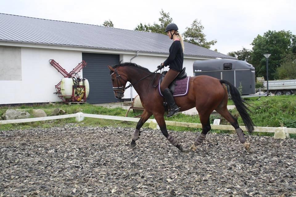 Oldenborg Narnio Roi - Sommeren 2014 billede 29