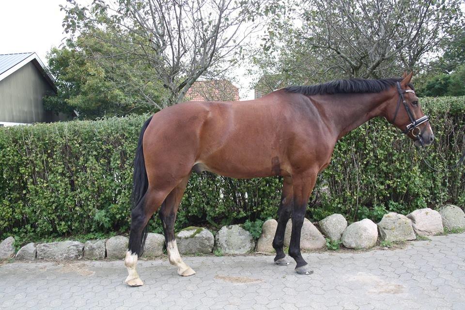 Oldenborg Narnio Roi - Skønheden <3 billede 1