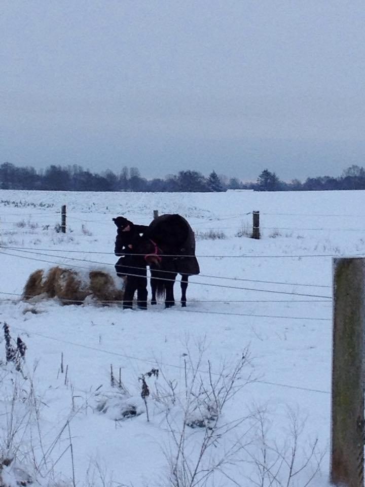 Dansk Varmblod Femme Fetal (Loppe) billede 16