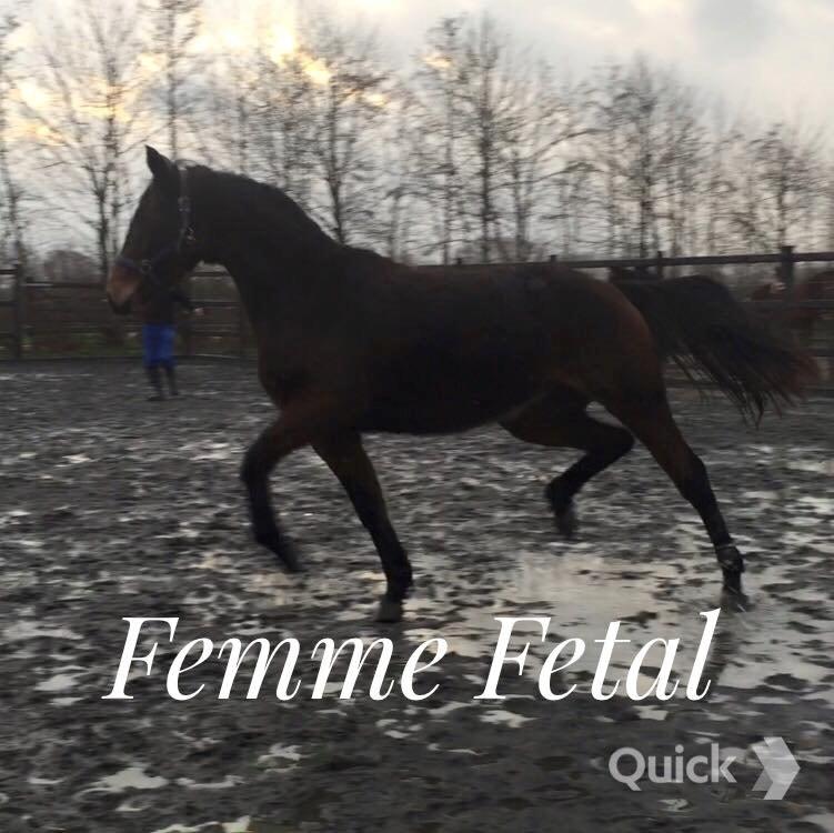 Dansk Varmblod Femme Fetal (Loppe) billede 9