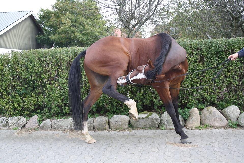 Oldenborg Narnio Roi - <3 billede 48