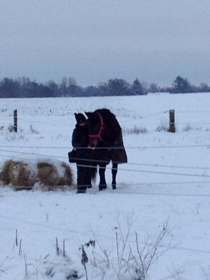 Dansk Varmblod Femme Fetal (Loppe) billede 12