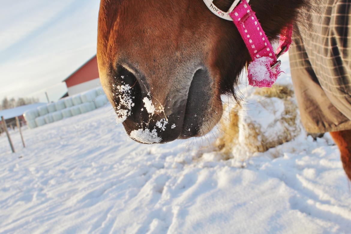 Dansk Varmblod Femme Fetal (Loppe) billede 17